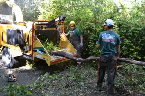 tree services South Bethany